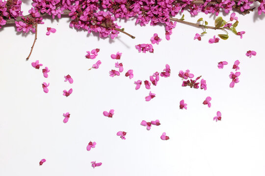 100 Best 花蘇芳 Images Stock Photos Vectors Adobe Stock 100 Best 花蘇芳 Images Stock Photos Vectors Adobe Stock