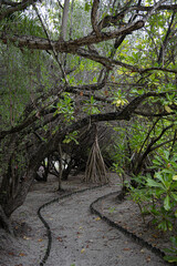 a road through the tropical forrest