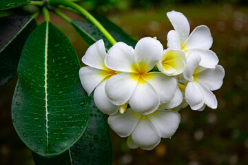 Plumeria the tropical flower on the tree