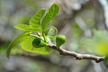 Isolated Delicious Green italian figs plant leaves branch,fico bianco of cilento,healthy fruit ingredient 