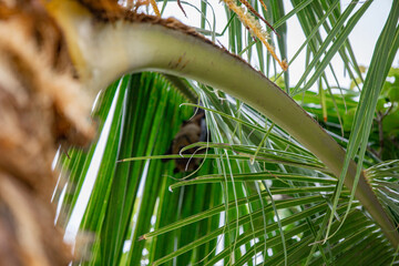 The Bat in the tropical forrest