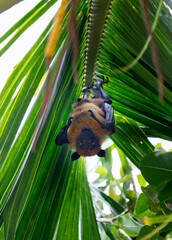 The Bat in the tropical forrest