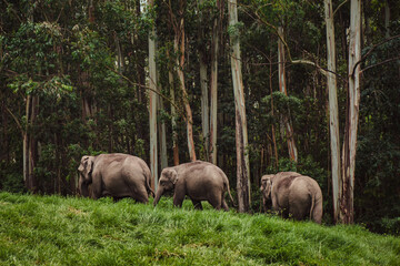 Elephant family in wild nature walking near the forest - obrazy, fototapety, plakaty