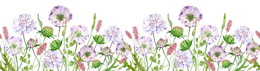 Watercolor seamless border with wildflowers, scabious flowers. Filed flowers header.