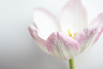 Tulpe rosa/weiß, Hintergrund weiß, close up