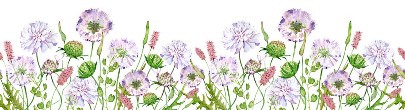 Watercolor seamless border with wildflowers, scabious flowers. Filed flowers header.
