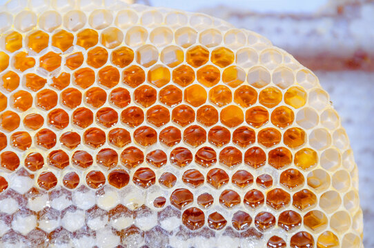 Fresh honey in honeycombs