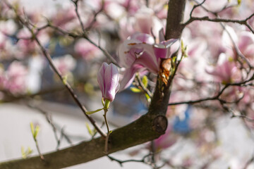 pink magnolia flowers