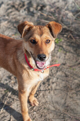 Happy smiling dog. Portrait of a cute puppy close-up. Cute mixed breed brown dog smiling outdoors in the sun with his tongue out, friendly happy dog.