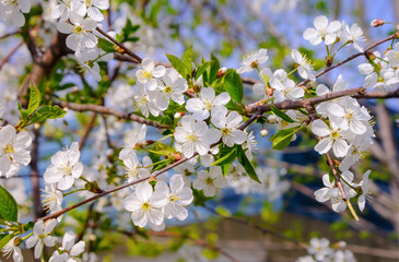 Blooming branches of the wild apple tree