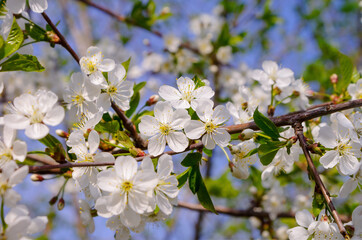 Blooming branches of the wild apple tree