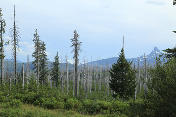 pine trees in the forest