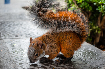Ardilla tomando agua en el parque