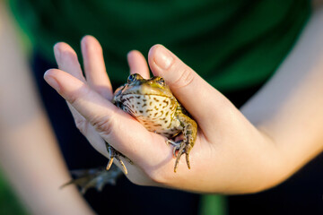 Girl holding a toad (frog) in a hand