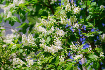 Beautiful blooming bird cherry, spring