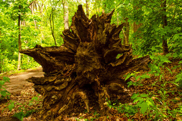 The unusual roots of the uprooted tree look in all directions. Wood base like a rocket nozzle
