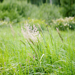 Forest, green grass in the wind