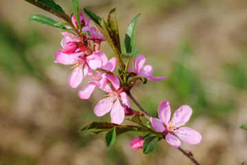 A branch of wild flowering almond