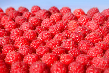 Lots of ripe raspberry, background