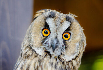 Little curious grey owl, close up portrait