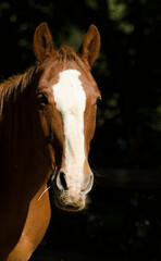 horse eating grass, brown horse head