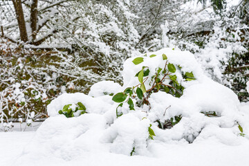 Camelia bush weighed down in heavy wet fresh snowfall in a backyard garden
