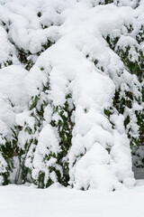 Fototapeta na wymiar Heavy wet snowfall bending down the branches of an evergreen tree, winter snowstorm 