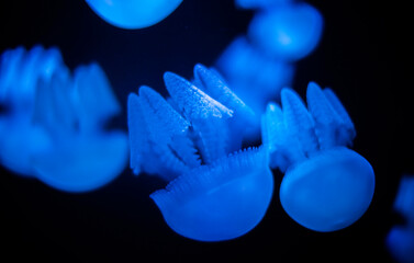 jellyfish in the water blue color in the aquarium