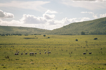 flock of sheep running through the mountain field