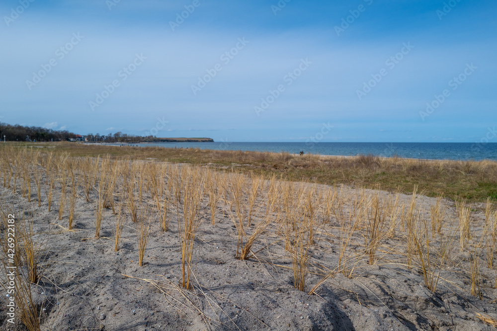 Wall mural dune grass was freshly planted on the dune