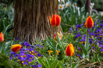 Tulips and other spring flowers seem to grow wild at the Smithsonians serpentine garden on the National Mall in Washington, DC.