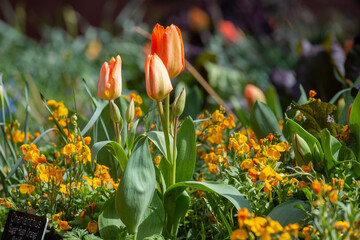 Tulips and other spring flowers seem to grow wild at the Smithsonians serpentine garden on the National Mall in Washington, DC.