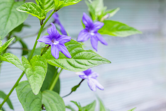 browallia, garden flower with violet petals of green leaves mainly cultivated in Central and South America