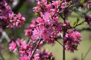 Amygdalus persica cv. Stellata blossoms. Rosaceae deciduous srub.