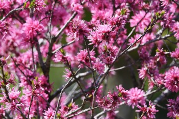 Amygdalus persica cv. Stellata blossoms. Rosaceae deciduous srub.
