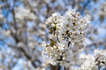 cherry blossoms in spring - white