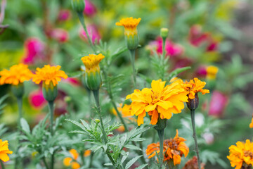 Tagetes erecta, flower with yellow petals and green leaves native to Mexico, where it is found in the wild mainly in the states of Chiapas, Mexico, Morelos, Puebla, San Luis Potosí