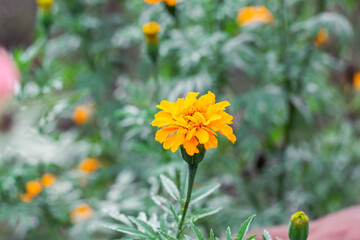 Tagetes erecta, flower with yellow petals and green leaves native to Mexico, where it is found in the wild mainly in the states of Chiapas, Mexico, Morelos, Puebla, San Luis Potosí