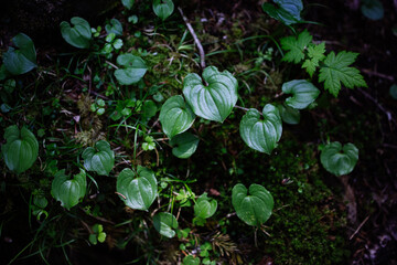 湿気の多い森の植物
