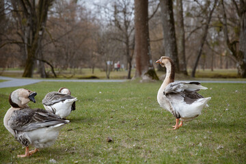 white big goose in the natural landscape on the grass