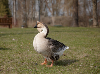 white big goose in the natural landscape on the grass