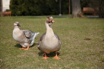 white big goose in the natural landscape on the grass