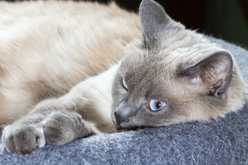 A Thai cat with blue eyes is resting in its bench.