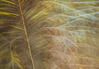 feather closeup