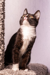 A black and white funny kitten looks up.