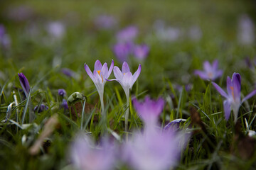 Fresh natural colors violet crocus flowers in the natural background. Spring illustrational...