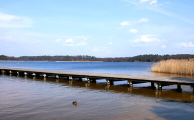 Empty pier in Augustow on Lake Necko in spring. Wild duck is swimming on the water 