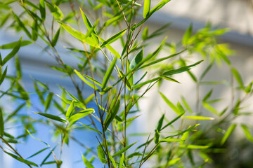 green grass in the wind