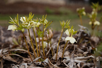 Pale Yellow Spring Flowers Emerging from Dry Leaves in Early Garden
