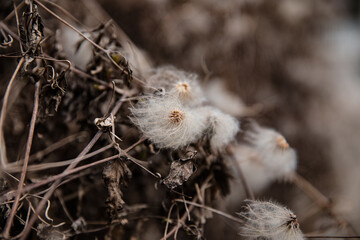 Close-Up of Fluffy Dry Plant Seeds Among Withered Grass and Twigs